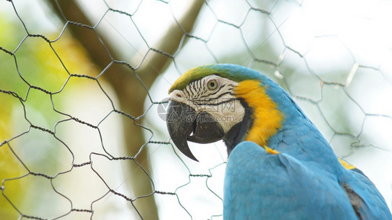 翅膀亚马逊动物群瓜卡约或帕加的通用名称Araararauna图片