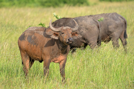 有蹄类非城市乌干达伊丽莎白女王公园非洲水牛SyncerusCaffer动物图片