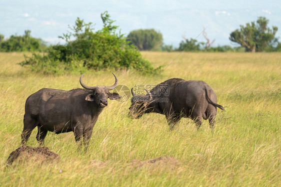 苹果浏览器主题乌干达伊丽莎白女王公园非洲水牛SyncerusCaffer栖息地图片