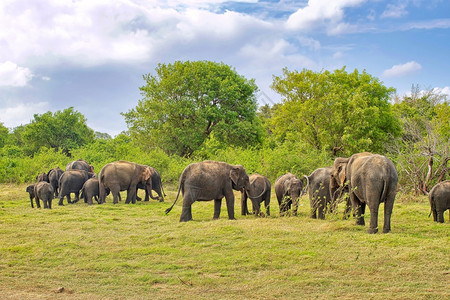 生态系统斯里兰卡大象ElephasmaximusmaximusMinneriya公园斯里兰卡亚洲的图片