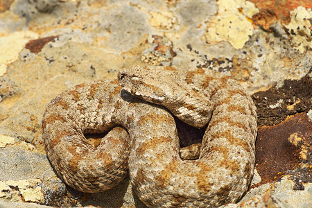 蝮蛇取暖在自然环境中的美丽米洛斯毒蛇Macroviperalebetinaschweizeri爬虫类最稀有的图片