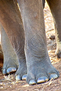 动物学兰卡人最大值斯里兰卡象Elephasmaximusmaximus乌达瓦拉维公园斯里兰卡亚洲图片