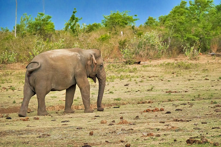 斯里兰卡大象Elephasmaximusmaximus乌达瓦拉维公园斯里兰卡亚洲栖息地帕克兰动物群图片