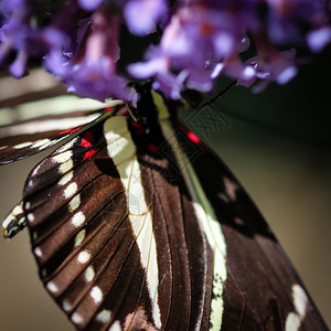 色彩多的斑马海利肯尼安希科乌斯沙里托亚蝴蝶花园翅膀生态图片