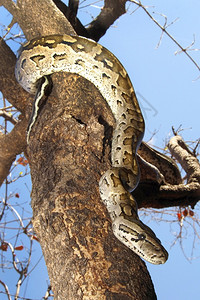 主题脊椎动物环境非洲RockPythonPython产前Chobe公园博茨瓦纳非洲图片