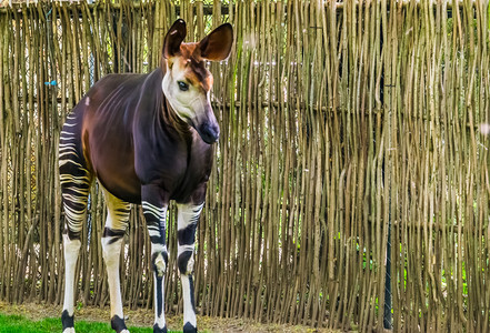偶蹄动物霍加皮斯来自非洲刚果的热带濒危长颈鹿物种近距离关闭红色的图片