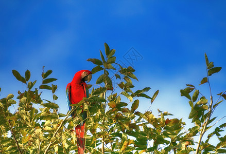 分支男美丽的红鹦鹉巴西图片