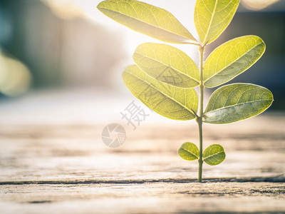 花筹资和节省金概念与种植树的商业企合作富有的金融图片