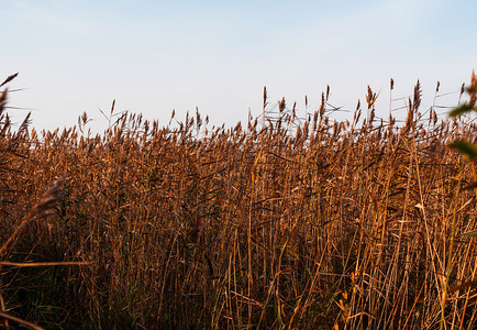 微风支撑季节在阳光明媚的日子里深厚秋天甘蔗图片