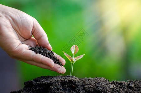 在土壤中植树种手苗在土壤中发芽日落紧贴近夕阳雄手在绿背景下种植青树生态污垢地面图片