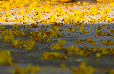 植物户外夏天在越南胡志明市夏日黄花朵从大豹树落到地上使大自然背景成为越南胡志明市的自然背景图片