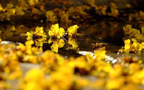 屏幕在越南胡志明市夏日黄花朵从大豹树落到地上使大自然背景成为越南胡志明市的自然背景凤仙花巴西人图片