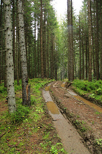 景观在林道下雨中木头里有水坑和泥土痕迹图片