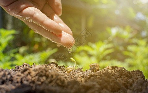 6月5日世界环境概念WorldEnvironmentDay6月5日带有水滴反射作用的人类手跌入热带花园背景的地上幼苗和蜗牛新鲜的图片