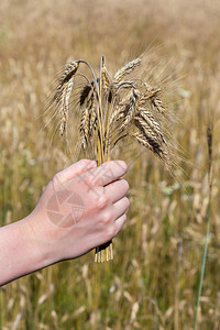 在耕地或玉米田前手持作为收割季节的象征物营养健康农业图片
