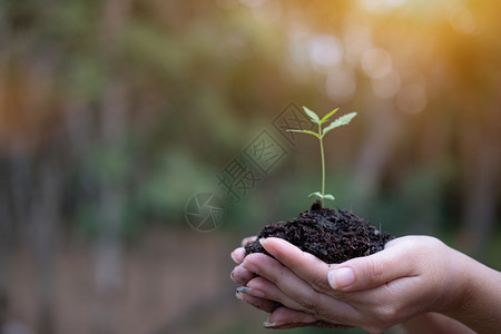 新鲜的在种植幼苗的手中女握树苗关于自然野草林保护概念6103苜蓿生活图片