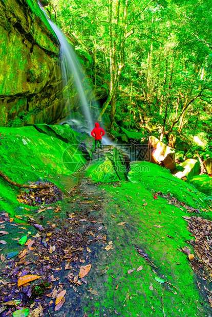 植物泰国PhuKradueng公园深林中美丽的热带雨林瀑布泰国水绿色图片