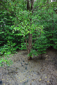 质地木头叶子红树林泰国图片