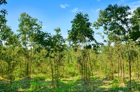 木头旅行用于蓝天造纸业的Eucalyptus种植园蓝色的图片