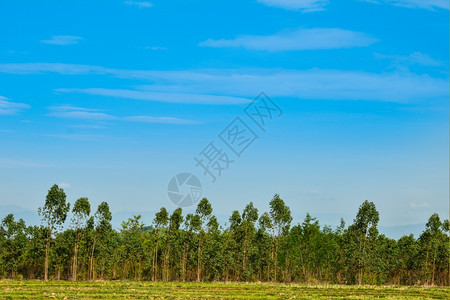 可再生白饭用于蓝天造纸业的Eucalyptus种植园户外图片