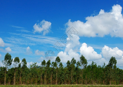 用于蓝天造纸业的Eucalyptus种植园夏天场景自然图片