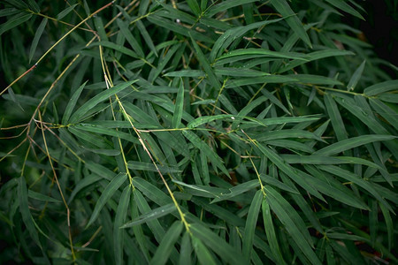 花园生长新鲜大自然背景概念带水滴的森林绿叶子冥想图片