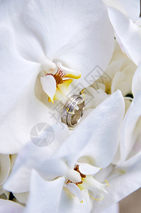 爱颜色带有兰花和戒指的结婚束女士图片