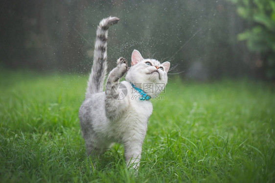 下雨天公园里玩耍的猫咪图片