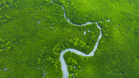 运河湖浏览泰国红树林热带绿森林顶部风景的河流树木红林和地貌分支背景图片