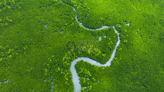 运河湖浏览泰国红树林热带绿森林顶部风景的河流树木红林和地貌分支图片