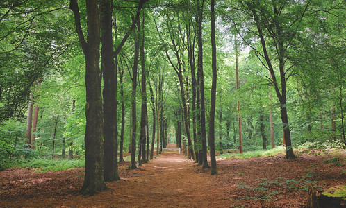 户外多雾路段叶子夏季森林树木自然绿色材阳光背景荷兰夏季森林树木自然绿色材阳光背景图片