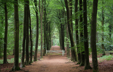 夏季森林树木自然绿色材阳光背景荷兰夏季森林树木自然绿色材阳光背景早晨荷兰语晴天图片
