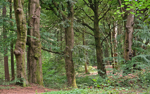 明亮的十月夏季森林树木自然绿色材阳光背景荷兰夏季森林树木自然绿色材阳光背景生长图片