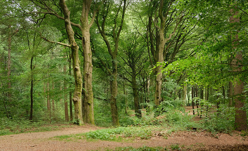 户外夏季森林树木自然绿色材阳光背景荷兰夏季森林树木自然绿色材阳光背景红色的黄图片