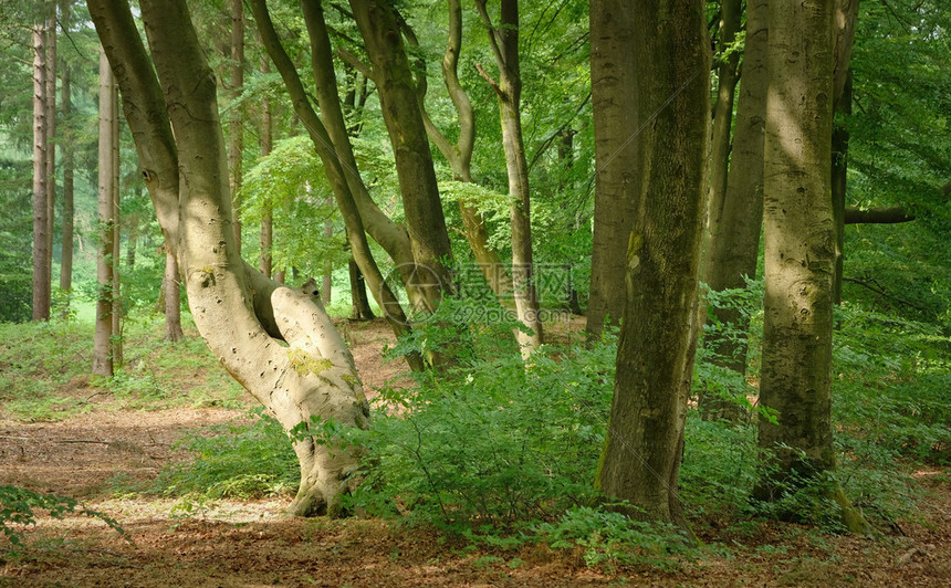 夏季森林树木自然绿色材阳光背景荷兰夏季森林树木自然绿色材阳光背景射线橙小路图片