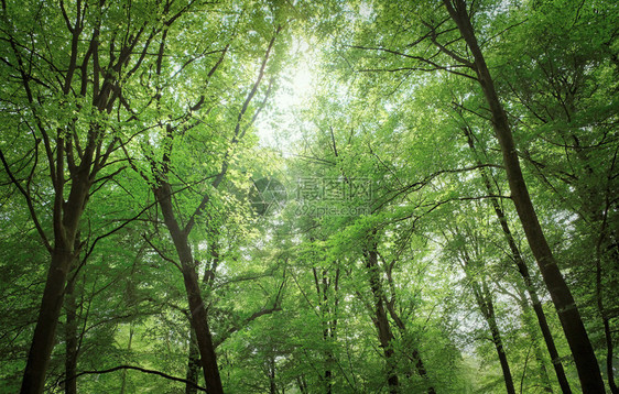 荒野夏季森林树木自然绿色材阳光背景荷兰夏季森林树木自然绿色材阳光背景生长小道图片