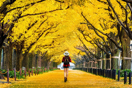 秋天公园树下行走的背包女旅行者图片