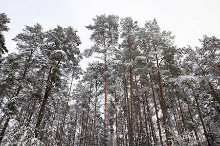 林地绿色冬季雪在下后出现冬季的雪流在天飘动季冷杉图片