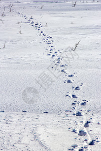 景观小路冬天垂直视图现场积雪上人类痕迹日视图图片