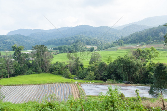 全景山区的农业地山上有稻米和水果农场天气寒冷山上候地面图片