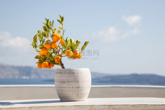 希腊白色的酒吧底蓝海中的棕橙树图片