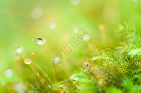 近距离拍摄热带森林绿苔草上的纯雨滴明亮绿色模糊的自然背景选择焦点B喝湿的明亮图片