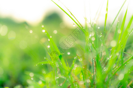 闪亮的清晨露出新鲜绿草地清晨有雨滴园林绿草叶上有水滴落的绿草地叶背景布基和阳光明亮自然背景是雨季郁葱散景图片