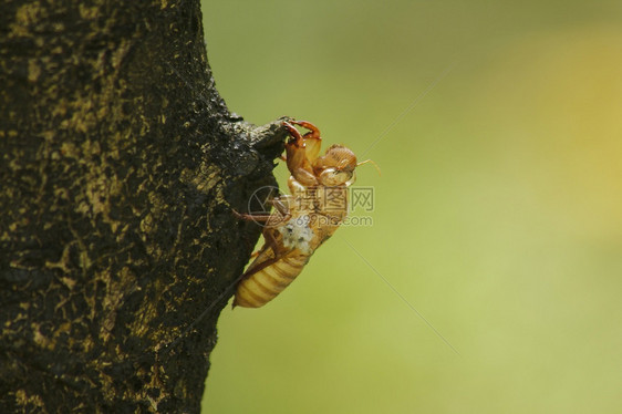 自然树上的Cicada皮肤是这一循环的它开始繁殖产卵在地下躲起来并浮抓住飞图片