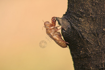 树上的Cicada皮肤是这一循环的它开始繁殖产卵在地下躲起来并浮躺着森林成人图片
