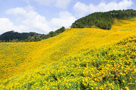 在山丘的坡上坐立着云覆盖天空笼罩草原黄色的谷图片