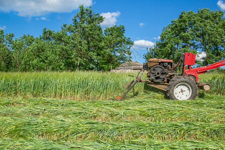食物机器在农业场工作一辆红色拖拉机切割草地在农业场工作民图片