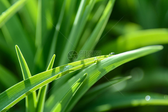 天气热带生态环境保护概念紧闭的绿草上露地滴落图片