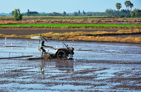 公园丁驾驶拖拉机耕种稻田场地农图片