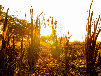 自然粮食大米收成后稻谷继续保留夏季日落食物图片